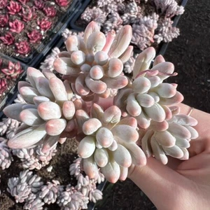 Pachyphytum 'Machucae' Baby finger Rare Succulent Imported from Korea Live Plant - Picture 1 of 1