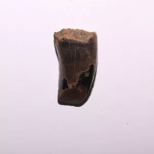 Dente Tyrannosaurus Rex da Hell Creek Formazione Cretaceo - 66 milioni di anni - Foto 1 di 13
