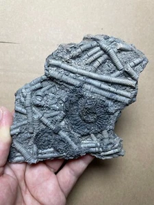 250g Triassic Natural crinoid stem and Trachyceras specimen Geologic rock - Picture 1 of 18