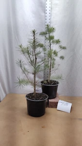 Rocky Mountain Douglas-fir tree in nursery pot. Pre Bonsai Landscaping Christmas - Picture 1 of 7