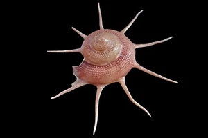 Seashells - Guildfordia Yoka - 82 mm - ¡BONITO COLOR! - Imagen 1 de 2