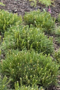 Pinus mugo 'Mughus', Bergkiefer, kompakt, 20–25 cm - Bild 1 von 14