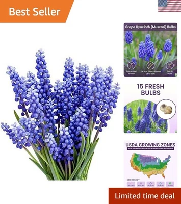 Bombillas de jacinto de uva azul - 15 bombillas Muscari para plantación de interiores y exteriores Foto 1 de 4