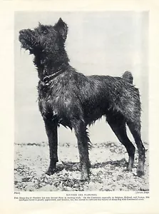 PÁGINA ORIGINAL DE IMPRESIÓN DE PERRO DE PIE BOUVIER DES FLANDRES DE 1934 - Imagen 1 de 1