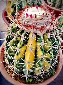 Melocactus Curvispinus Subsp.Caesius 'Variegata' Variegated Cap Cactus 3 seeds - Bild 1 von 2