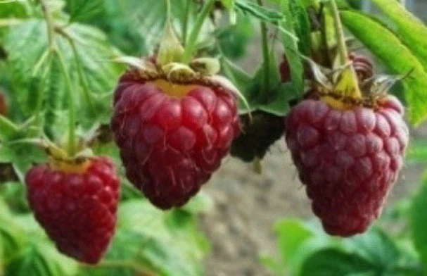 5 HONEY RED RASPBERRY - old GMO FREE variety - Image 1 of 1