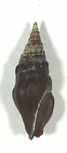 CRASSISPIRA TEPOCANA 17,15mm SCHÖNES EXEMPLAR Las Perlas Is, Pacific Panama - Bild 1 von 2