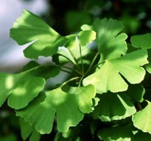 Ginkgo Bonsai Tree 16" H Outdoor Deciduous Ginkgo Biloba Great Live Home Decor - Picture 1 of 2
