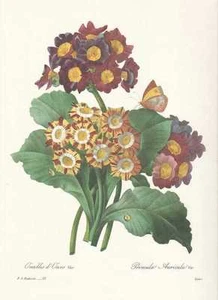 Primrose - Primula Var Facsimile Publisher From Pierre Joseph Redoute 1833 - Picture 1 of 1