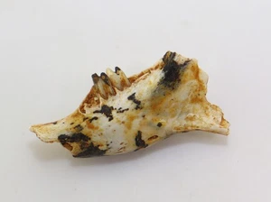 Pfeifhase, Fam.Prolagidae, Tertiär, Miozän, Titting b.Eichstätt,Deutschland-m171 - Picture 1 of 4