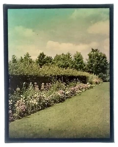 FIORI ARBUSTI ERBA SEMPREVERDI NUVOLE CIELO ANTICO AUTOCROMATICO PRIMO COLORE FOTO - Foto 1 di 1