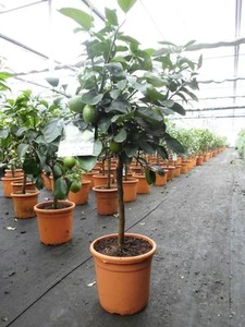 Zitronenbaum Citrus Lima Verde Cocktail Limette Zitrone Limone ca. 70 - 90 cm - Bild 1 von 3