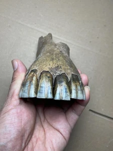 330g Ice Age horse specimen Pleistocene - Picture 1 of 24