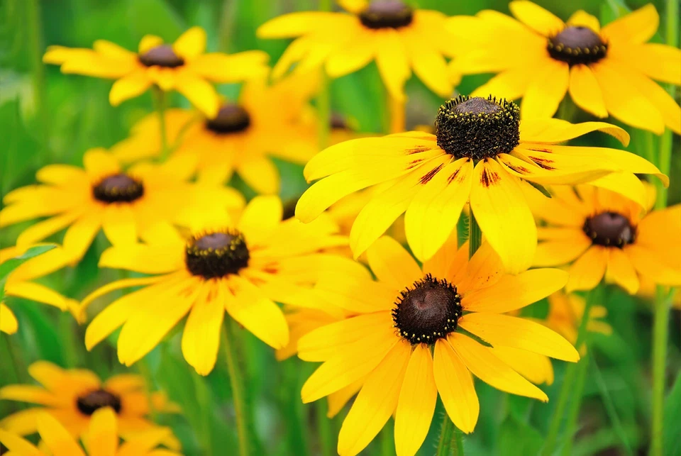 Black Eyed Susan Seeds, Rudbeckia Hirta, Classic Wildflower, FREE SHIPPING - Image 1 of 2