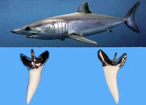 Ciondolo Argento con Dente di Squalo Mako Isurus oxyrinchus Pesci Cartilaginei - Foto 1 di 3