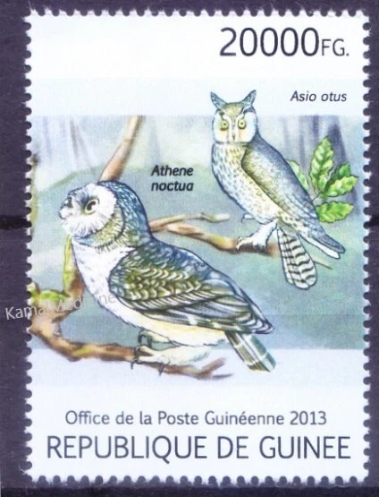 Guinea 2013 MNH, búho pequeño y búho de orejas largas, aves rapaces Foto 1 de 1