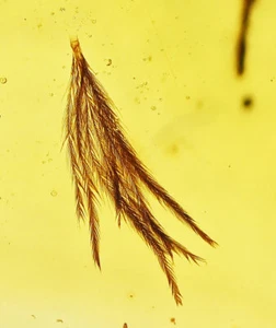 Rare Aves Bird Feather, Fossil inclusion in Burmese Amber - Picture 1 of 5