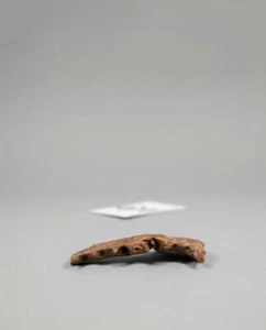 Cladocyclus pankowskii Fossil Fish Jaw with Original Teeth - Picture 1 of 9