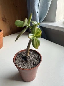Crassula Ovata Mikaeri Bijin Return of Beauty Variegated Succulent Jade Plant - Picture 1 of 3