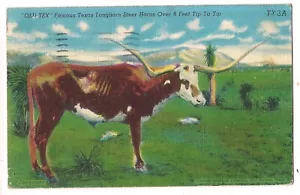 OLD TEX Famous Texas LONGHORN Steer Horns Over 8 Feet Postcard TX Linen 1953 - Picture 1 of 2
