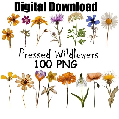 Natural Pressed Dried Colorful Wildflowers Mix Digital Download Clipart PNG - Image 1 of 4