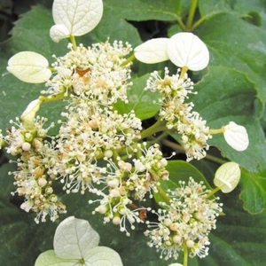 Vite di ortensia giapponese 1L - Piacevole profumo di miele - Foto 1 di 8