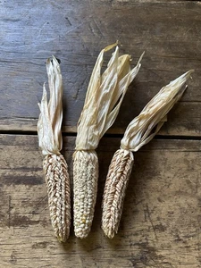 Three Fully Dried Ears Muted Cream Color Pod Corn Fall Drieds - Picture 1 of 4