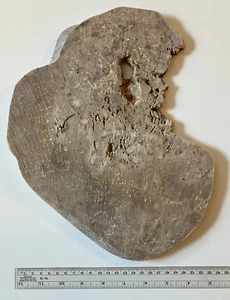 Fossil Coral Slab from Indonesia, over 1.3kg - Picture 1 of 5