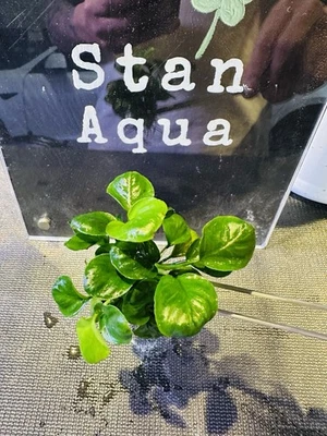 FREE EXPRESS  Anubias Nana Coin one Big Clumb (10+ Stem) Aqurium plants - image 1 of 4