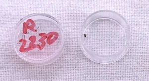 NOS New Rolex 2030 Tornillo Part Pieza screw Recambio Watch Vintage Swiss - Picture 1 of 1