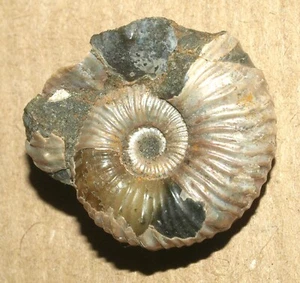 Ammonit der Unterkreide - Epicheloniceras subnodosocostatum (Sinzow, 1906) - Bild 1 von 18