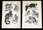HALBAFFEN Kobold-Maki Lori Galago Fingertier – Lithographie  von 1895 – 126 Jahr