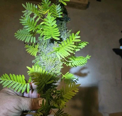 (5) RESURRECTION FERNS on stick Live, Plant Terrarium. - Image 1 of 4