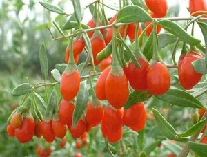 Goji Berry, Lycium chinense, Shrub Seeds (Fast, Edible, Hardy) - Picture 1 of 7