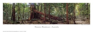 Photographic Print Phil Gray Daintree Rainforest 1991 35x101.5cm - Picture 1 of 1