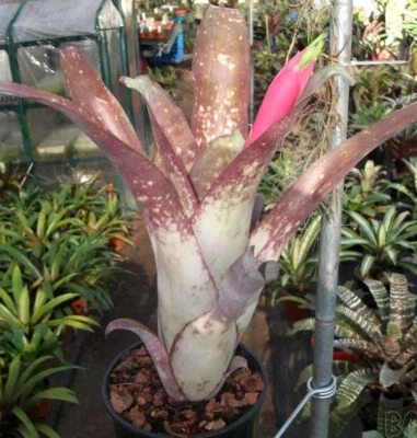 BUY ANY 3 SAVE 15% BROMELIAD Billbergia LAST HURRAH Amazing Colors! Large Offset - Image 1 of 4