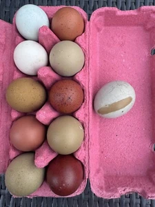 10 Bruteier Buntleger, Olivleger, Easteregger, Marans, Grünleger, uvm. - Bild 1 von 16
