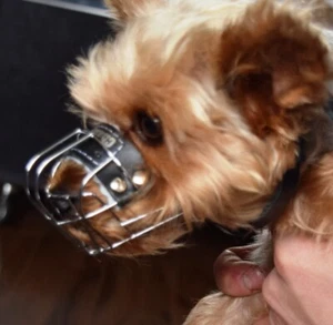Cesta de alambre de metal fuerte bozal para perro para Rattler Yorkshire Terrier y otros - Imagen 1 de 4