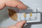 Ensemble de graines et de feuilles d'agrumes bloc de résine transparente ambre kit d'apprentissage TE1ALS