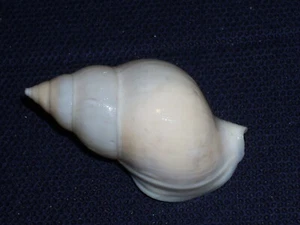 BUCCINUM HUMPHREYSIANUM ALBINO, HARD TO GET - Imagen 1 de 2
