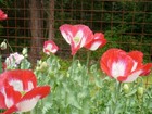 Danish Flag Red White Somn Poppy 1000+ Seeds  *Shelley aka PoppyQueen👑