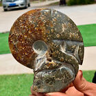 1.24Lb Rare! Natural Tentacle Ammonite Fossilspecimen Shell Healing Madagascar