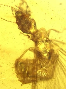 Termiten Burmit Kreide Bernstein Fossil Dinosaurier Ära - Bild 1 von 7