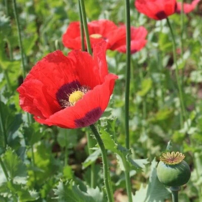 Beautiful Poppy  Flower Seeds  (Papever somniferum) 1000 Seeds, . USA - Image 1 of 4