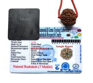 7 Mukhi Rudraksha / Seven Face Rudraksha Nepal Bead Lab Certified Size 18-20 MM - Imagen 1 de 2