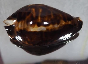 SUPER TOP CYPRAEA FRIENDII - Imagen 1 de 2