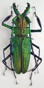 Cerambycidae Prioninae Psalidognathus friendi Colombia 72 mm - Picture 1 of 2