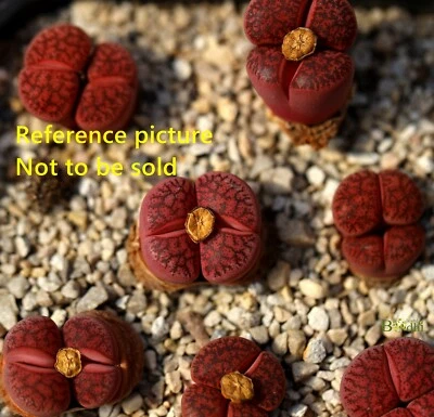 Plant -1-Dinterops D.vanzylii × “fred's redhead” - Image 1 of 4