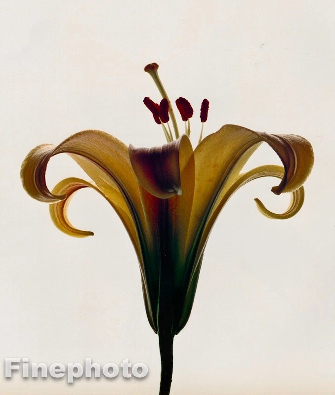 1980 年复古 IRVING PENN 植物金花莉照片雕刻艺术 12X16 — 第 1/1 张图片