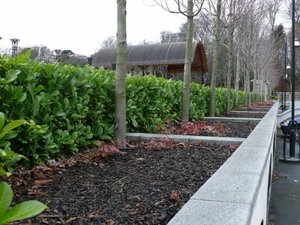 100 Cherry Laurel Fast Growing Evergreen Hedging Plants 30-50cm Tall Potted - Picture 1 of 11